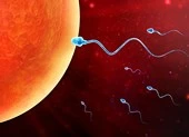 Để điện thoại trong túi quần có thể ảnh hưởng đến tinh trùng?