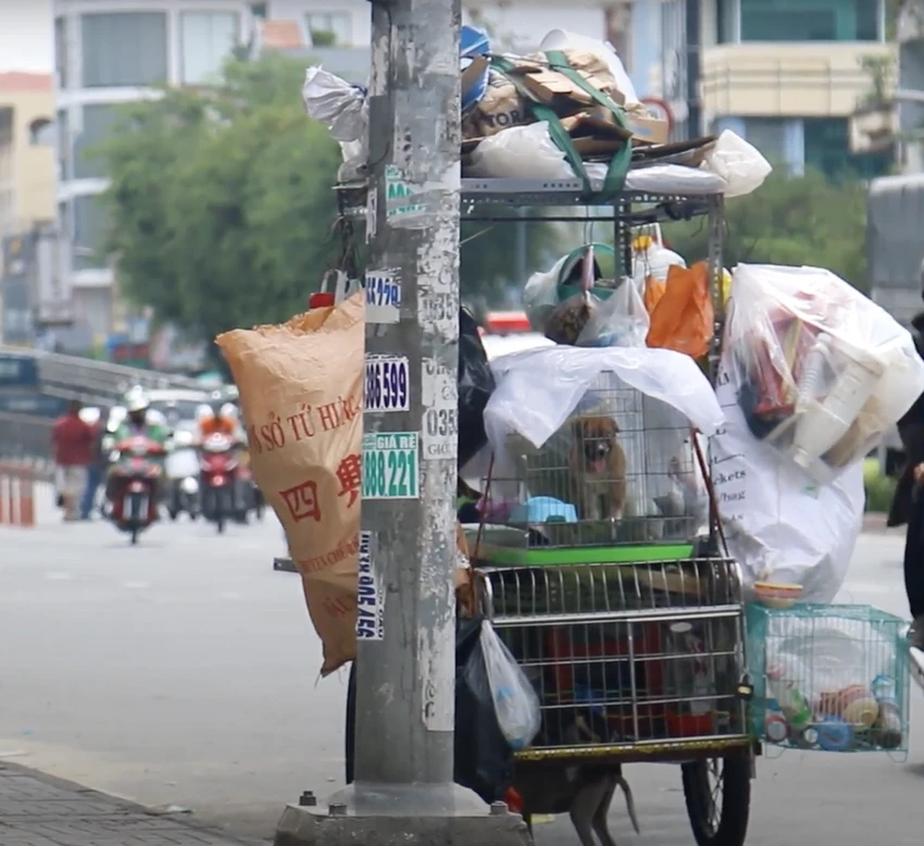 Những chú chó bị bỏ rơi được chị Trang và anh Nhân cưu mang. Những chú chó bị bỏ rơi được chị Trang và anh Nhân cưu mang.