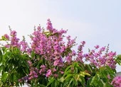 Ngắm bằng lăng tím nở rộ những ngày tháng 4 lịch sử