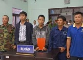 Vì sao chưa thể tuyên án vụ cưa gỗ khô?