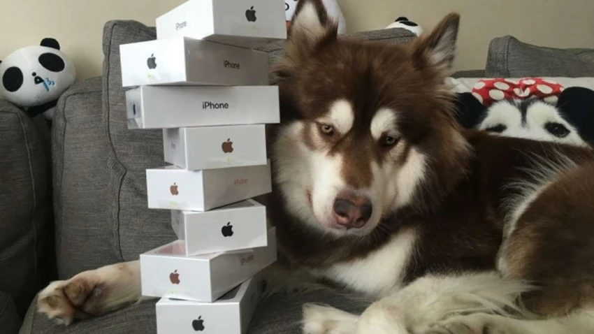 mua iphone 7 cho chó