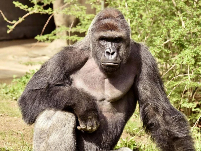 Con khỉ đột Harambe.
