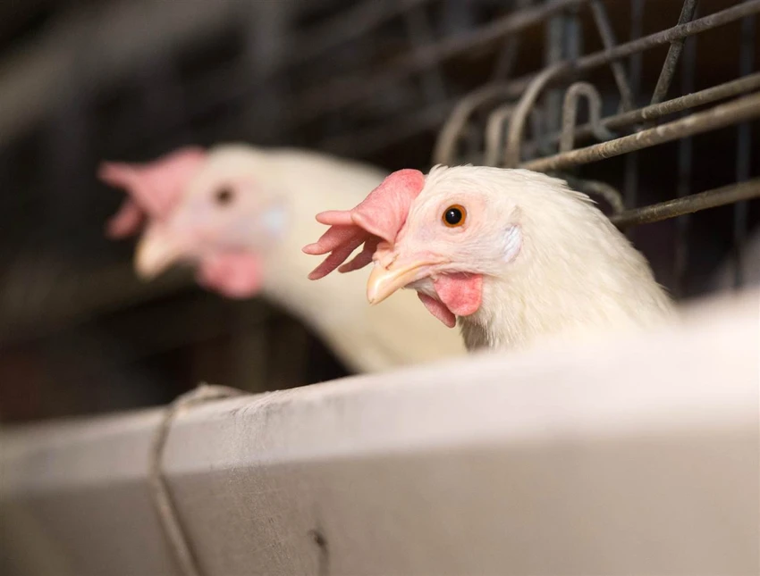 H7N9