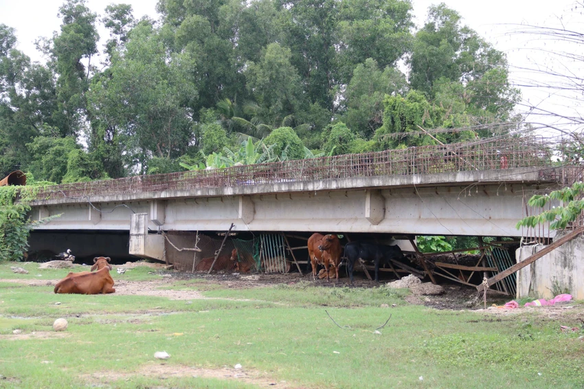Công trường dự án vành đai 2 - đoạn 3 thành nơi chăn thả bò.