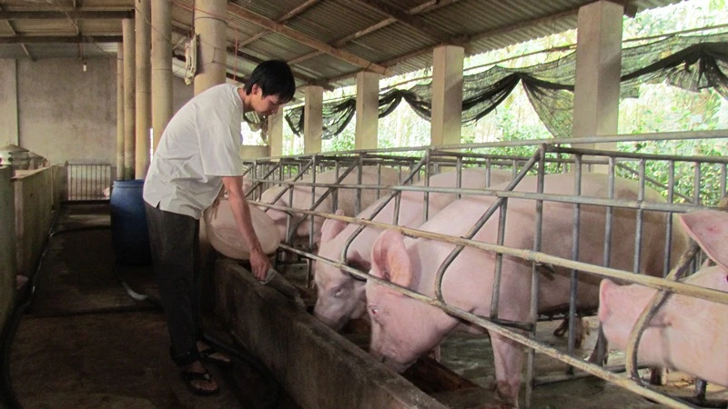 Dư thừa 200.000 tấn thịt heo, nông dân tuyệt vọng ảnh 1 Dư thừa 200.000 tấn thịt heo, nông dân tuyệt vọng ảnh 1