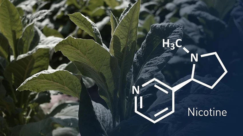 Hợp chất nicotin có nhiều ứng dụng trong đời sống Hợp chất nicotin có nhiều ứng dụng trong đời sống