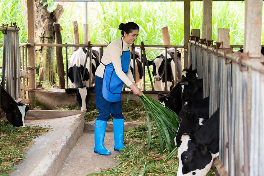 Chị Thiên Nga – một trong những phụ nữ chăn nuôi bò sữa tiêu biểu tại Lâm Đồng, vừa hoàn thành công việc tại nông trại vừa chăm lo việc nhà chu đáo.