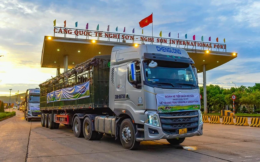 Hàng chục chuyến xe tải và các nhân viên làm việc xuyên đêm đến sáng để vận chuyển các cô bò về đến trang trại an toàn nhất.