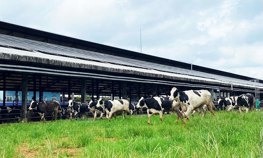 Sau khi về trang trại và được chăm sóc theo chế độ “tân đáo”, sức khỏe đàn bò đã ổn định và thích nghi với khí hậu tại Việt Nam
