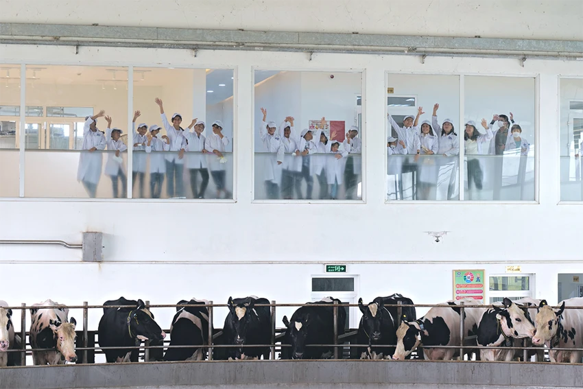 Nhưng có lẽ ấn tượng nhất với các em, chính là khu nhà vắt sữa “siêu to khổng lồ”. Nhưng có lẽ ấn tượng nhất với các em, chính là khu nhà vắt sữa “siêu to khổng lồ”.