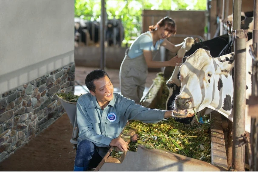 FrieslandCampina Việt Nam đã giúp các nông hộ làm ra được nguồn sữa chất lượng cao, được sản xuất theo phương thức bền vững chuẩn Hà Lan. FrieslandCampina Việt Nam đã giúp các nông hộ làm ra được nguồn sữa chất lượng cao, được sản xuất theo phương thức bền vững chuẩn Hà Lan.