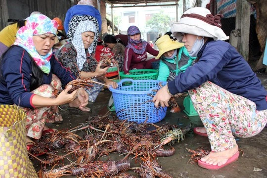 Các đầu nậu đang chọn mua mẻ tôm hùm còn tươi nguyên mới được chuyển lên bờ
