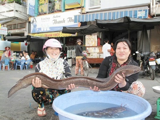 Con cá chình nặng hơn 8,5 kg do ông Nguyễn Văn Lắm cào được trên tuyến Kênh Xáng vào sáng 13/1.