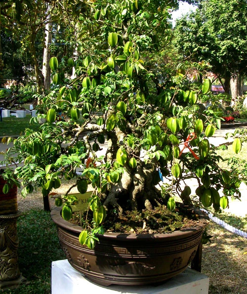 Những hiện vật đoạt giải trong Hội hoa xuân TP.HCM ảnh 8