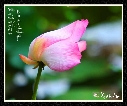 Chùm ảnh Sen nghệ thuật của nghệ sĩ Xuân Anh (Kỳ 2) ảnh 2 Chùm ảnh Sen nghệ thuật của nghệ sĩ Xuân Anh (Kỳ 2) ảnh 2