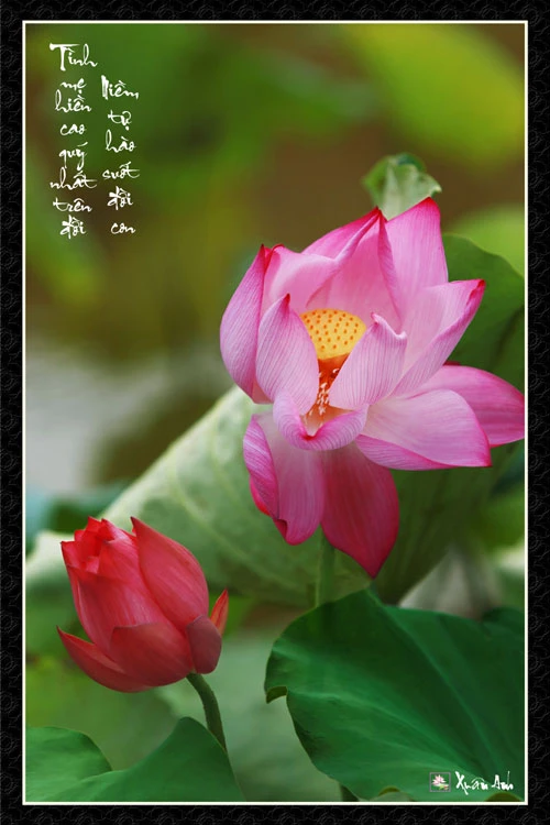 Ảnh sen về cha mẹ của nghệ sĩ Xuân Anh (Kỳ 1) ảnh 3 Ảnh sen về cha mẹ của nghệ sĩ Xuân Anh (Kỳ 1) ảnh 3