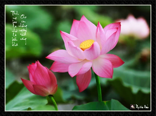 Ảnh sen về cha mẹ của nghệ sĩ Xuân Anh (Kỳ 1) ảnh 5 Ảnh sen về cha mẹ của nghệ sĩ Xuân Anh (Kỳ 1) ảnh 5