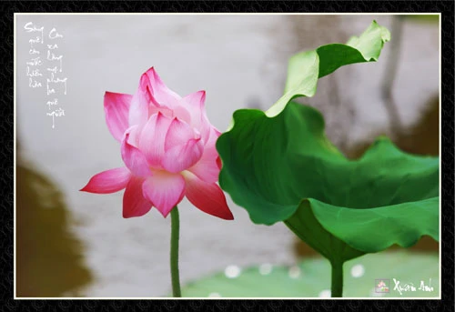 Ảnh sen về cha mẹ của nghệ sĩ Xuân Anh (Kỳ 1) ảnh 6 Ảnh sen về cha mẹ của nghệ sĩ Xuân Anh (Kỳ 1) ảnh 6