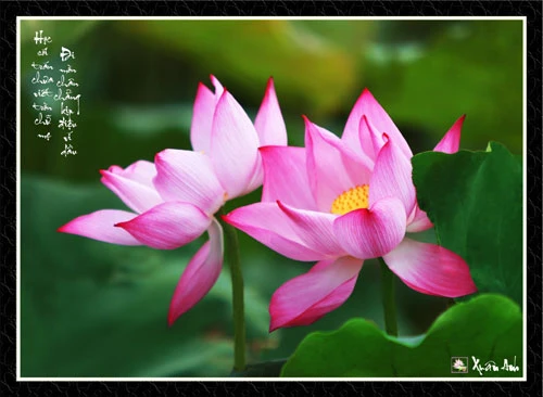 Chùm ảnh Sen nghệ thuật của nghệ sĩ Xuân Anh (Kỳ 2) ảnh 4 Chùm ảnh Sen nghệ thuật của nghệ sĩ Xuân Anh (Kỳ 2) ảnh 4