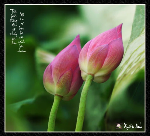 Chùm ảnh Sen nghệ thuật của nghệ sĩ Xuân Anh (Kỳ 2) ảnh 5 Chùm ảnh Sen nghệ thuật của nghệ sĩ Xuân Anh (Kỳ 2) ảnh 5