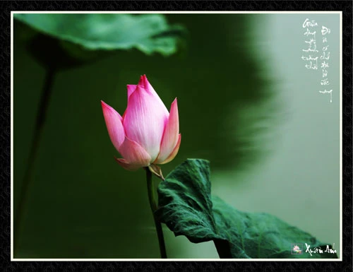 Chùm ảnh Sen nghệ thuật của nghệ sĩ Xuân Anh (Kỳ 2) ảnh 6 Chùm ảnh Sen nghệ thuật của nghệ sĩ Xuân Anh (Kỳ 2) ảnh 6