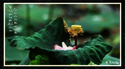 Chùm ảnh Sen nghệ thuật của nghệ sĩ Xuân Anh (Kỳ 3) ảnh 3 Chùm ảnh Sen nghệ thuật của nghệ sĩ Xuân Anh (Kỳ 3) ảnh 3