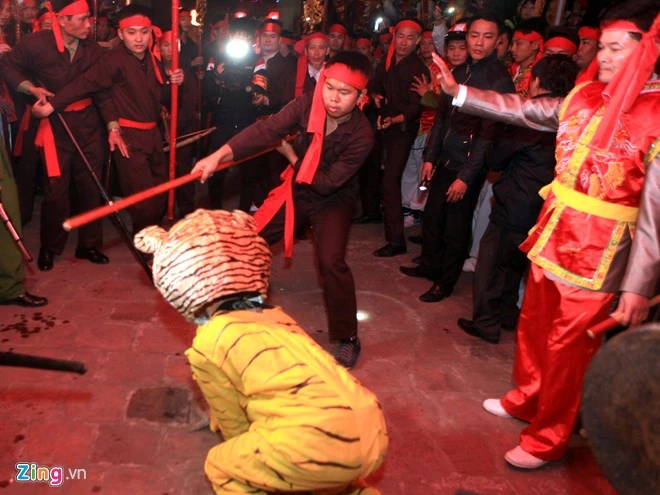 Xung quanh chiêng, trống, thanh la, đuốc sáng trên tay vây dần chú hổ. Xung quanh chiêng, trống, thanh la, đuốc sáng trên tay vây dần chú hổ.