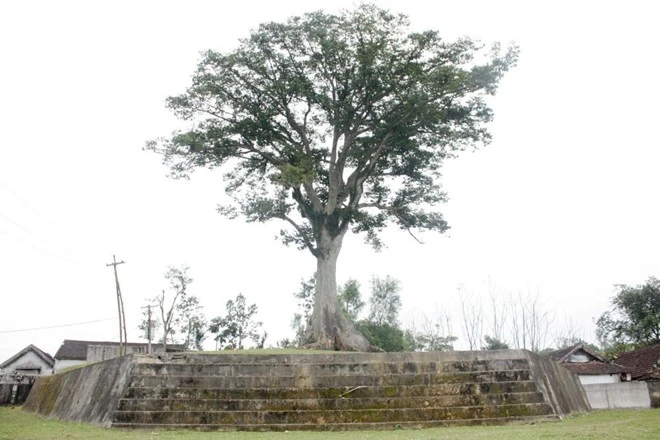 Cây sui Diên Tràng (xã Thanh Phong, Thanh Chương, Nghệ An) trên đỉnh núi Tròn từ lâu đã là niềm tự hào của người dân Thanh Phong. Cây sui Diên Tràng (xã Thanh Phong, Thanh Chương, Nghệ An) trên đỉnh núi Tròn từ lâu đã là niềm tự hào của người dân Thanh Phong.