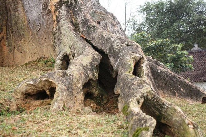 Rễ cây sần sùi với những vết tích của thời gian. Rễ cây sần sùi với những vết tích của thời gian.