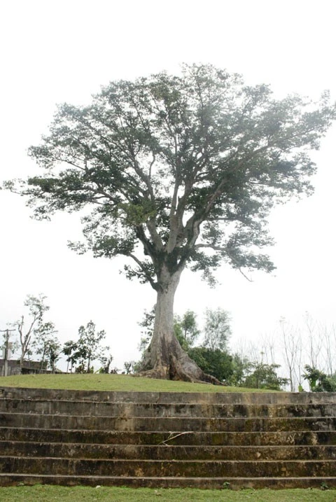 Phóng to Ngày nay, Thanh Phong trở thành địa chỉ đỏ giáo dục truyền thống cách mạng cho thế hệ trẻ Nghệ An. Đền thờ họ Nguyễn Duy, Nguyễn Ích, cây sui Diên Tràng,… là những ‘nhân chứng’ của một giai đoạn xây dựng chính quyền cách mạng. Nhà nước đã tặng bằng khen cho 2 đền thờ này cùng 15 gia đình cơ sở bảo vệ cách mạng. Phóng to Ngày nay, Thanh Phong trở thành địa chỉ đỏ giáo dục truyền thống cách mạng cho thế hệ trẻ Nghệ An. Đền thờ họ Nguyễn Duy, Nguyễn Ích, cây sui Diên Tràng,… là những ‘nhân chứng’ của một giai đoạn xây dựng chính quyền cách mạng. Nhà nước đã tặng bằng khen cho 2 đền thờ này cùng 15 gia đình cơ sở bảo vệ cách mạng.