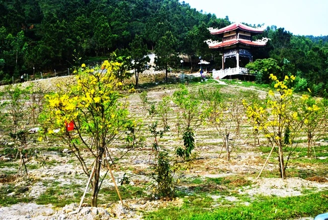 103 cây mai vàng tượng trưng 103 tuổi của Đại tướng được các đoàn viên, thanh niên Huyện đoàn Quảng Trạch lựa chọn tại một số tỉnh ở khu vực Bắc miền Trung đem về trồng xung tại khu mộ. Sau một thời gian trồng, rất nhiều cây đã đâm chồi nảy lộc và ra hoa. 103 cây mai vàng tượng trưng 103 tuổi của Đại tướng được các đoàn viên, thanh niên Huyện đoàn Quảng Trạch lựa chọn tại một số tỉnh ở khu vực Bắc miền Trung đem về trồng xung tại khu mộ. Sau một thời gian trồng, rất nhiều cây đã đâm chồi nảy lộc và ra hoa.