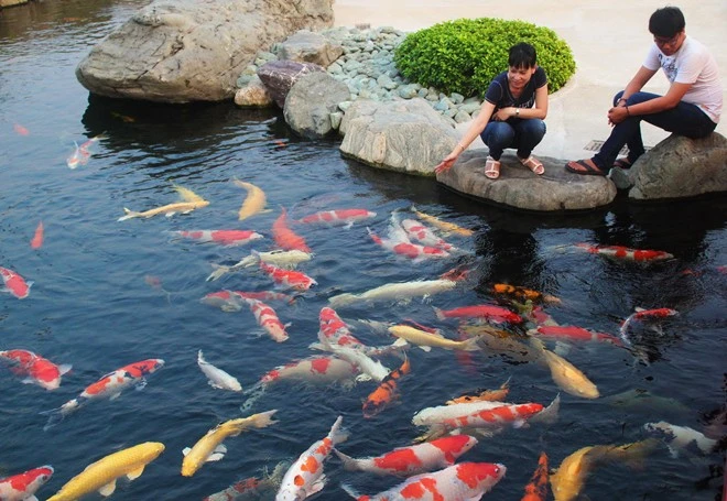 Hàng trăm chú cá nhiều màu sắc bơi lội trong hồ.