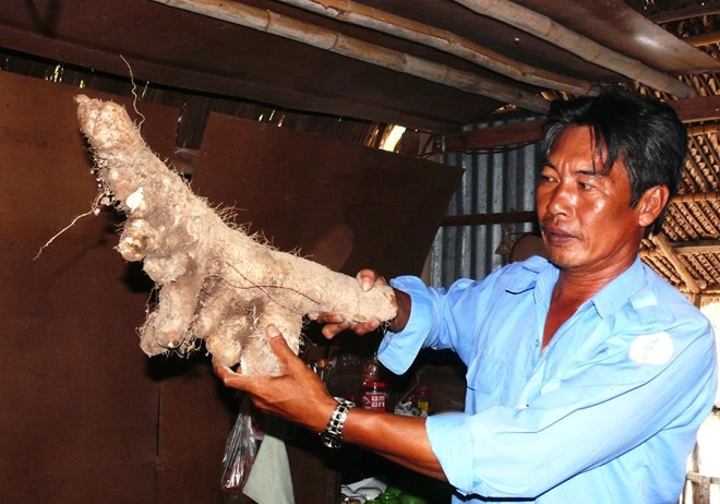 Nhiều người dân địa phương cho biết thường chỉ thấy củ khoai loại này nặng 1 - 2kg. Còn củ khoai “khủng” như thế thì mới thấy lần đầu. Nhập mô tả cho ảnh