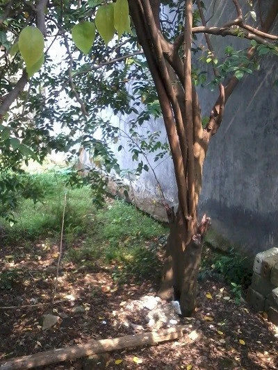 Gốc cây khế nơi cháu Ánh bị trói nhiều giờ. Gốc cây khế nơi cháu Ánh bị trói nhiều giờ.