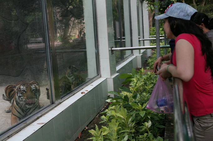 Thêm một hổ mẹ tại Thảo Cầm Viên Sài Gòn sinh con ảnh 6 Thêm một hổ mẹ tại Thảo Cầm Viên Sài Gòn sinh con ảnh 6