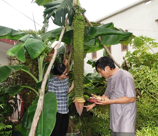 Đến chiều 15/8, ông Tiến đã đếm được 202 nải chuối. Dù đã ra hơn 200 nải nhưng bắp hoa chuối vẫn còn rất to và có thể ra thêm nhiều nải nữa. Ông Tiến cùng một người khách bóc lớp vỏ của nải thứ 202. Buồng chuối đột biến hơn 200 nải