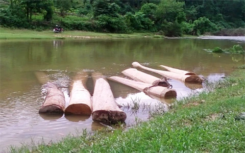 Rừng phòng hộ, ‘tứa máu’, lâm tặc, tiếp tay, Thanh Hóa Rừng phòng hộ, ‘tứa máu’, lâm tặc, tiếp tay, Thanh Hóa