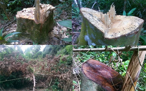 Rừng phòng hộ, ‘tứa máu’, lâm tặc, tiếp tay, Thanh Hóa Rừng phòng hộ, ‘tứa máu’, lâm tặc, tiếp tay, Thanh Hóa