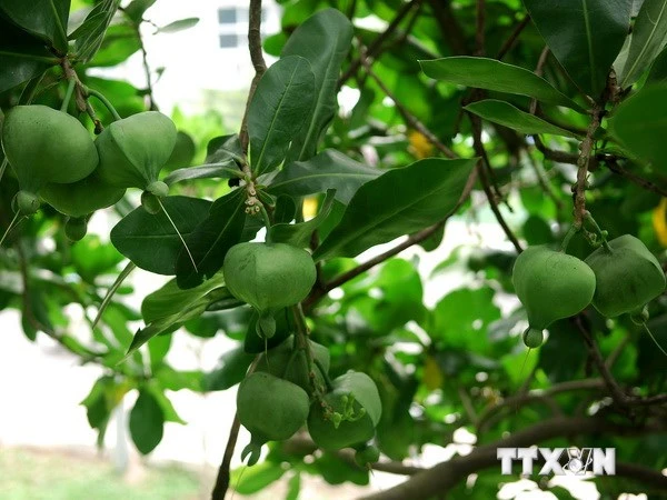 Cây ở quần đảo Trường Sa lọt vào danh sách Cây Di sản Việt Nam ảnh 1