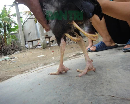 Đôi chân thừa mọc sát phía sau đôi&nbsp;chân chính