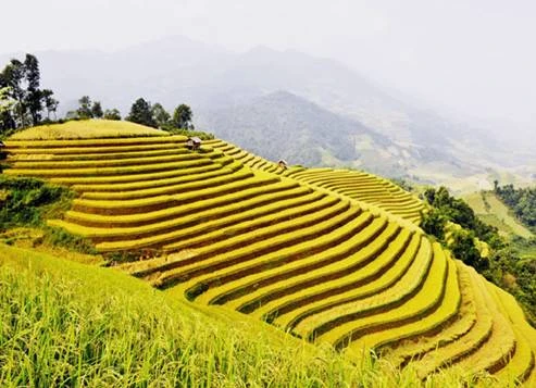 Ruộng bậc thang mùa lúa chin, những nấc thang dẫnlên trời.Ảnh:Fareastour image002-9290-1409915118.jpg