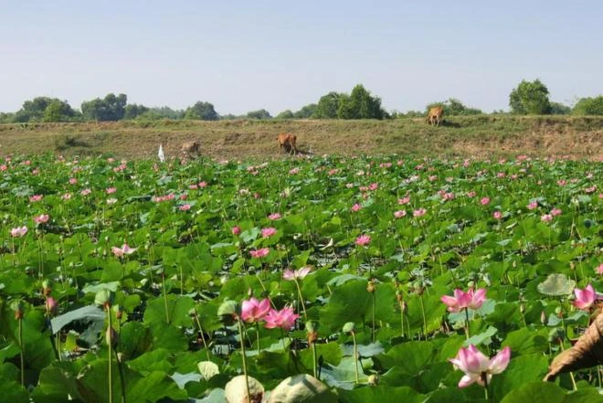 Tràm Chim, thiên đường mùa nước nổi ảnh 12