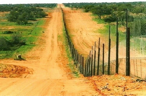 Australia đã kỳ công xây dựng một hàng rào dài để bảo vệ gia súc khỏi sự tấn công của loài chó hoang. Ảnh:Au. 3_1413252180.jpg