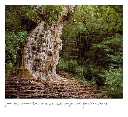 Jōmon Sugi, cây tuyết tùng giống Nhật (2,180-7,000 năm tuổi, tìm thấy tại Yakushima, Nhật Bản)