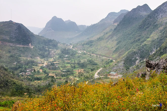 Những sắc hoa rực rỡ trên cao nguyên đá Hà Giang ảnh 2