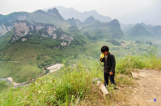 Những sắc hoa rực rỡ trên cao nguyên đá Hà Giang ảnh 4