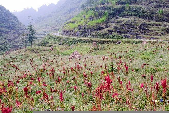 Những sắc hoa rực rỡ trên cao nguyên đá Hà Giang ảnh 5
