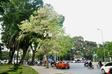 Hoa sưa tô điểm thêm ngày xuân