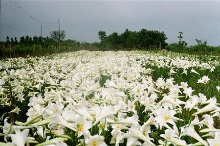 Cánh đồng hoa loa kèn của thủ đô