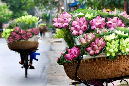 Sen thơm ngát khắp đầm lầy xoa dịu chói chang trời hè